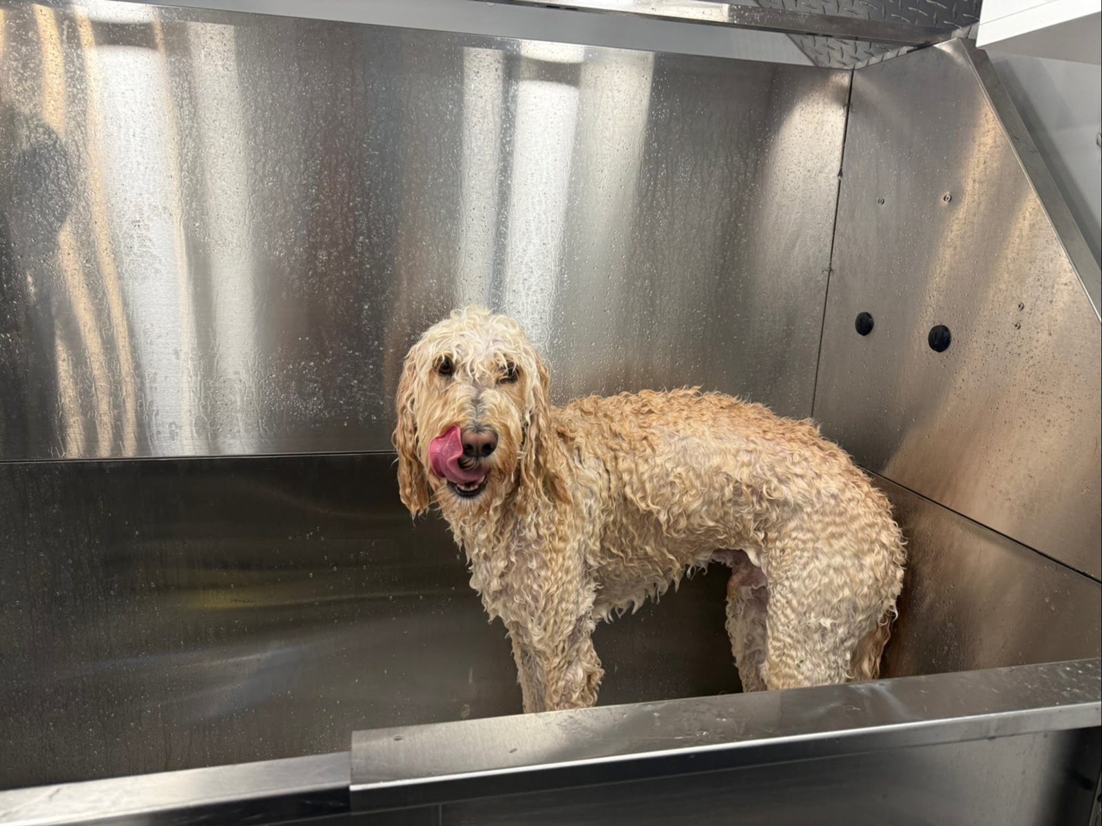 A wet goldendoodle mid-bath inside the grooming van