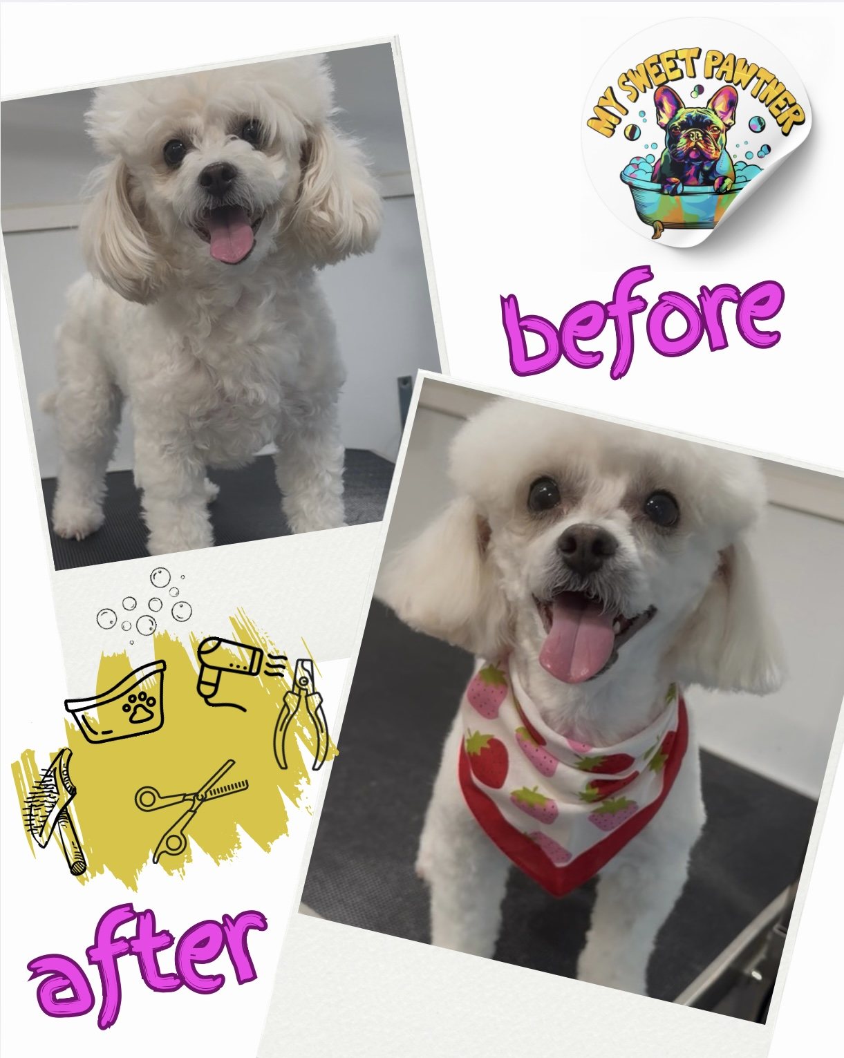 Before and after grooming of a white poodle mix