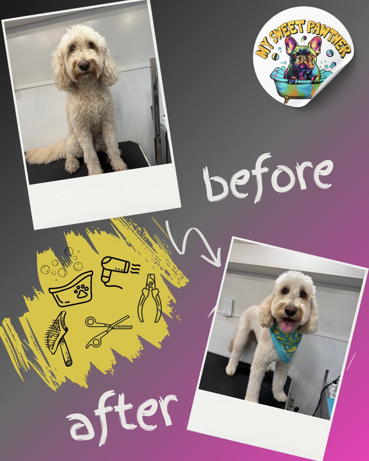 Before and after grooming of a goldendoodle