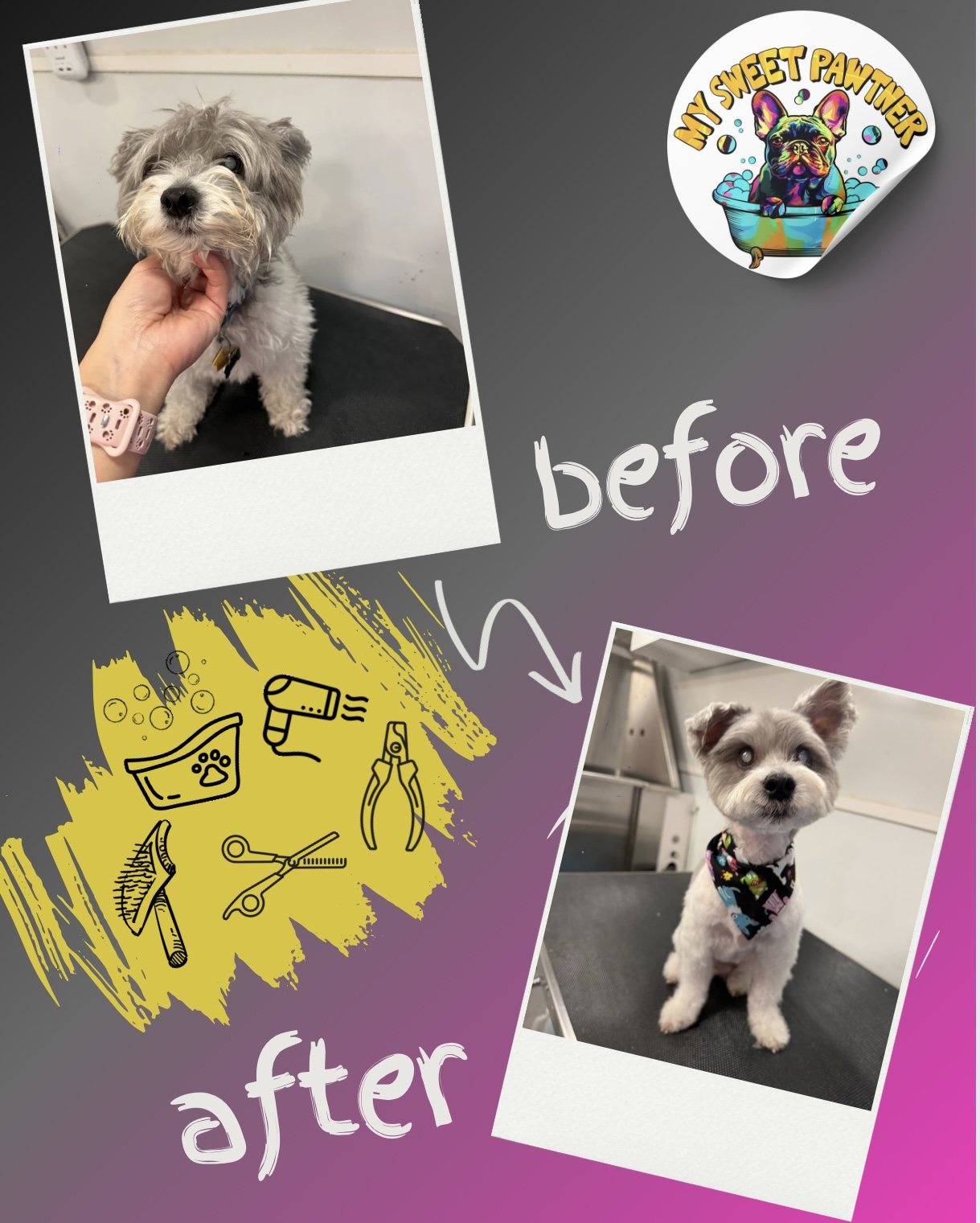 Before and after grooming of a schnauzer mix
