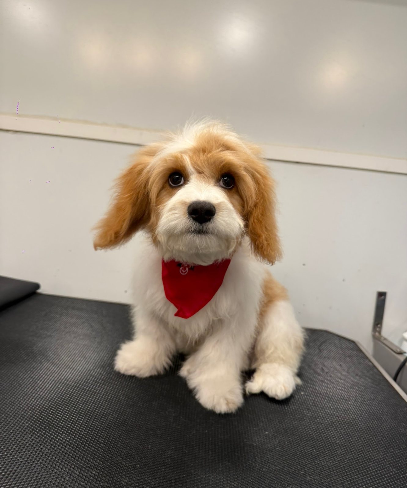 A freshly groomed cavachon puppy in a red bandana