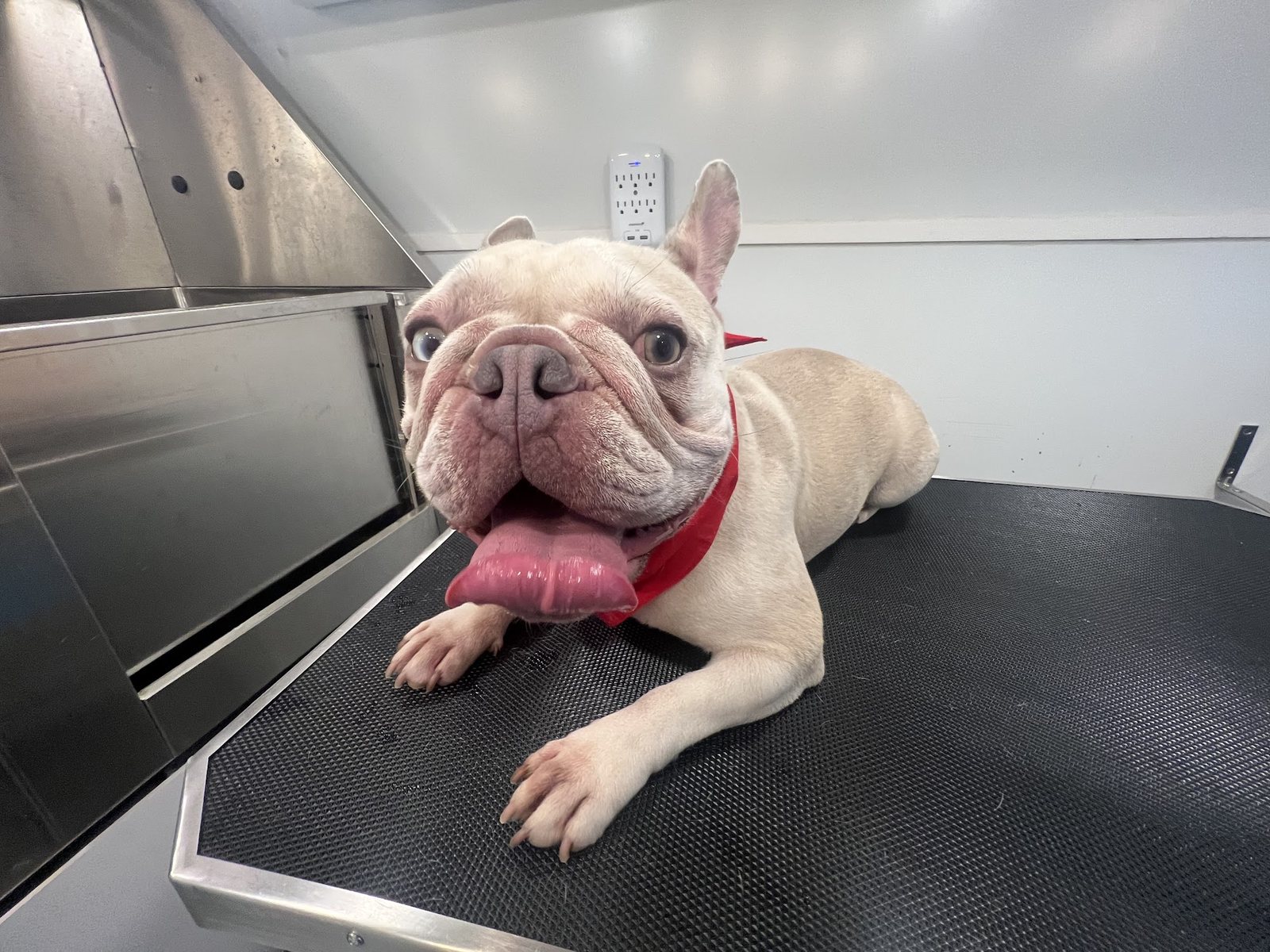 A relaxed French bulldog on the grooming table inside the mobile salon