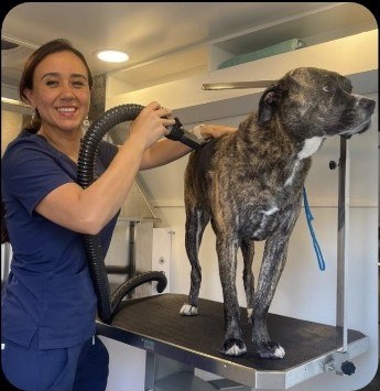 Groomer blow-drying a brindle dog inside the van