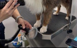 Nail trim and file for a client dog