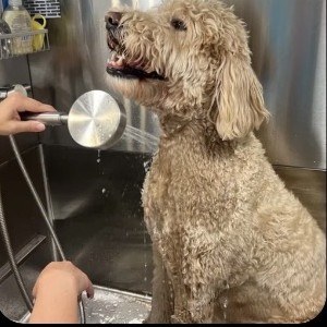 A poodle being rinsed during bath time