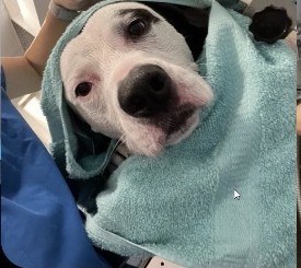 A dog wrapped in a towel after their bath