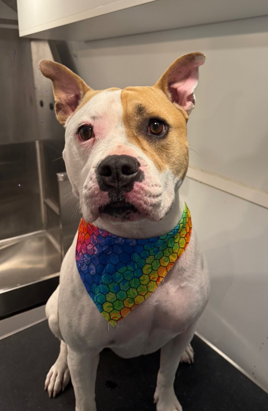A freshly groomed pit mix in a rainbow bandana