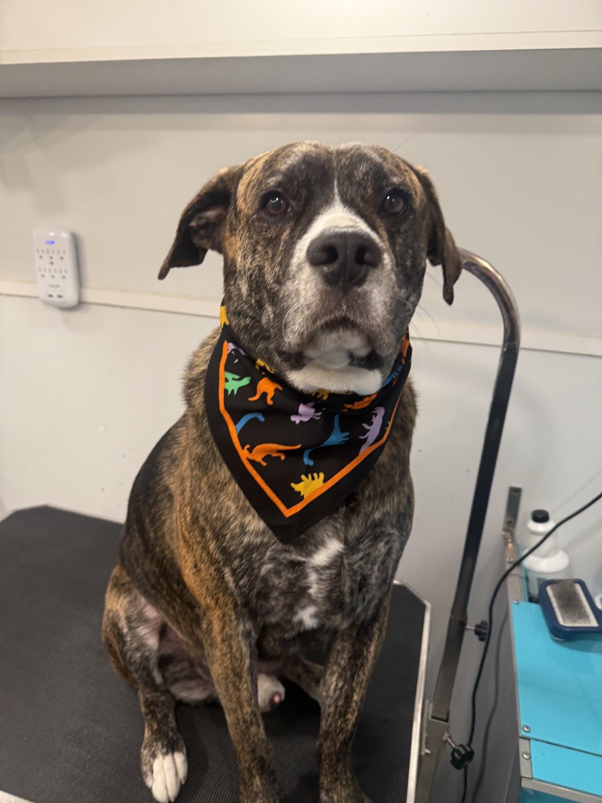 A senior brindle dog freshly groomed, wearing a bandana
