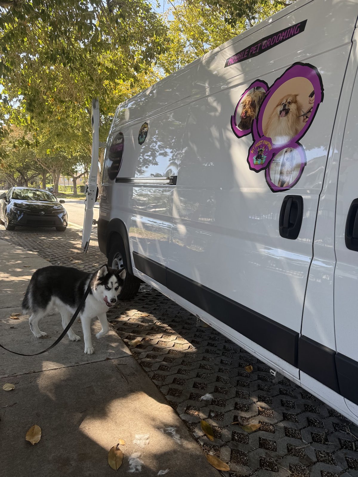 A husky puppy arriving at the My Sweet Pawtner mobile grooming van